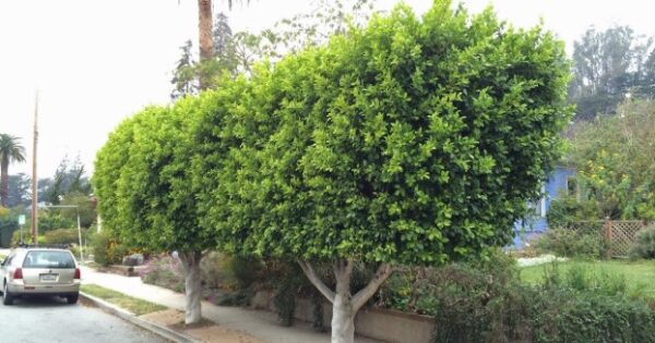 What To Know About Fastest Growing Trees And Soil Nutrients