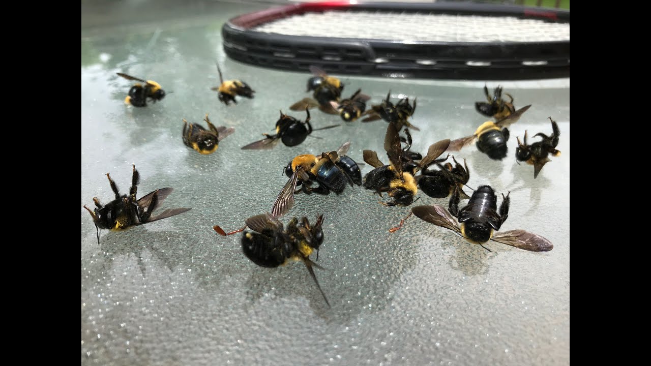 How to Deter Bees From Exploring Vehicle Undercarriages